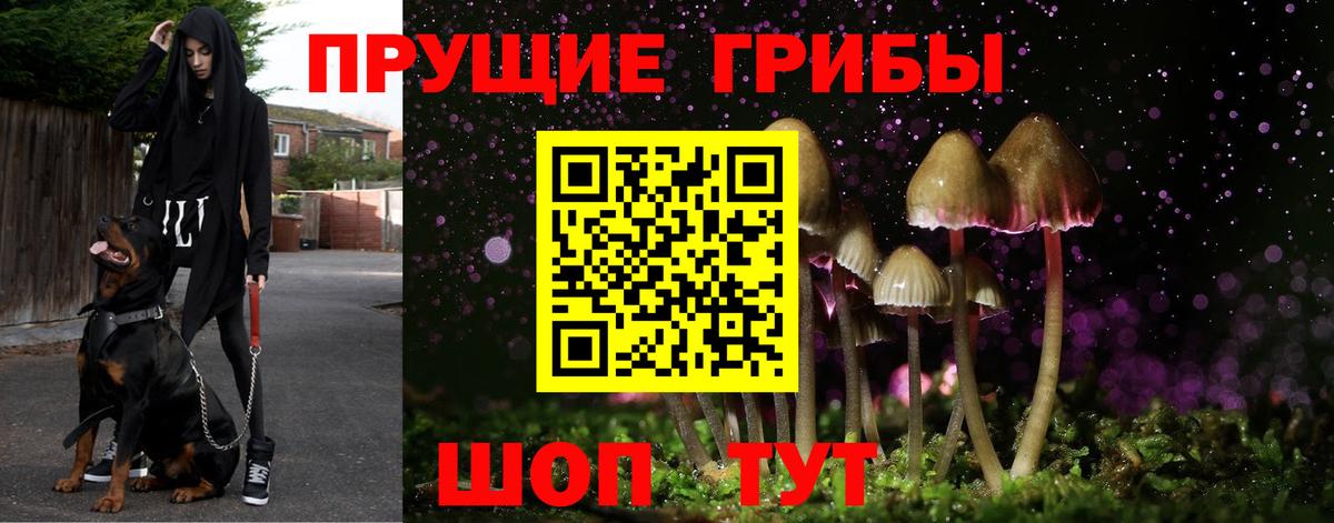закладка  Вход с VPN  Майкоп  Псилоцибиновые грибы MAGIC MUSHROOMS  Галлюциногенные грибы Magic Shrooms 